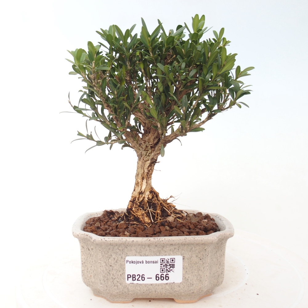 Kamerbonsai - Buxus harlandii - kurk buxus