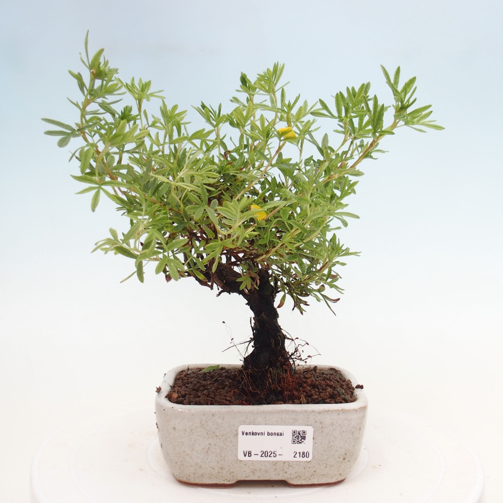 Bonsai voor buiten - Potentila fruticosa gele vogel