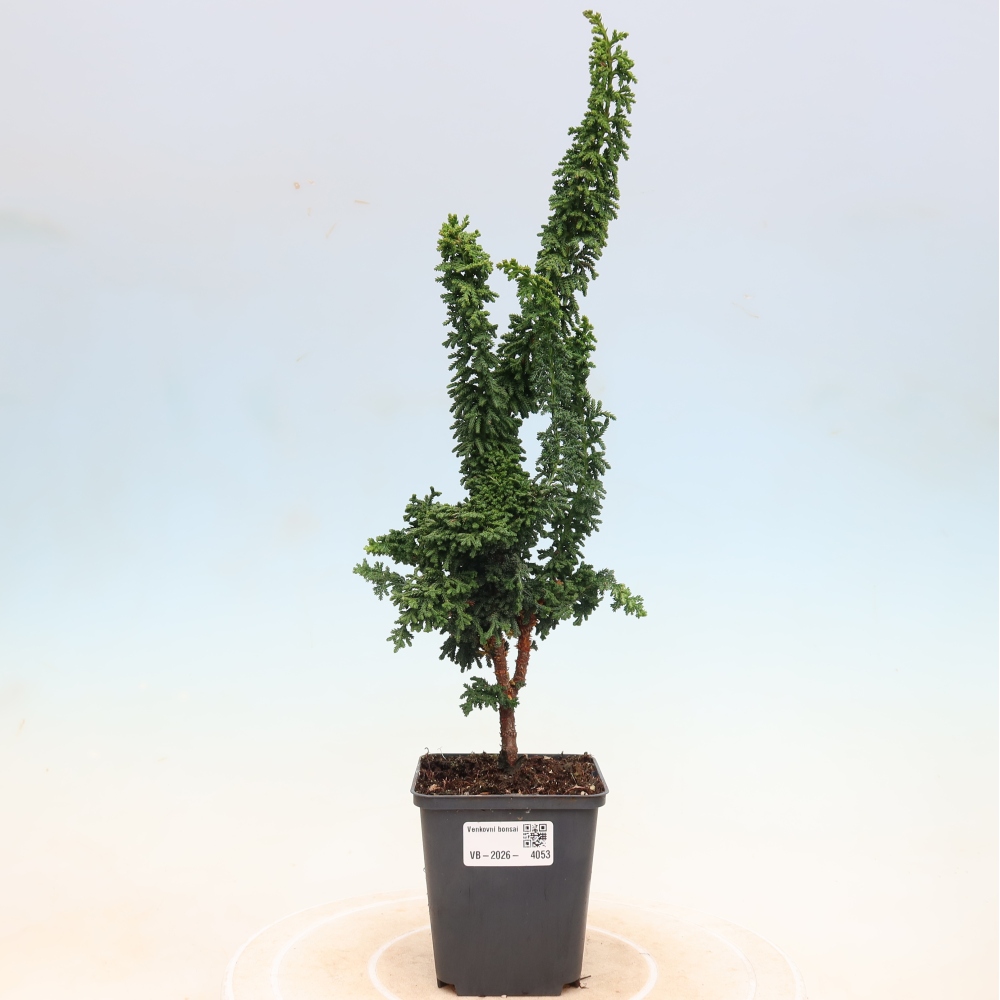 Bonsai voor buiten - Cham. obtusa SEKKA HINOKI - Cipres