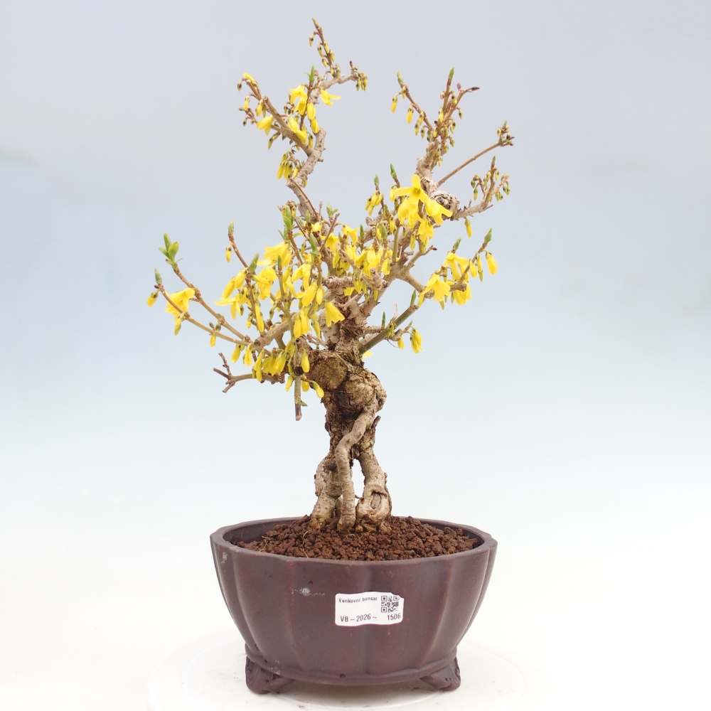 Bonsai voor buiten - Zlatice - Forsythia koreana