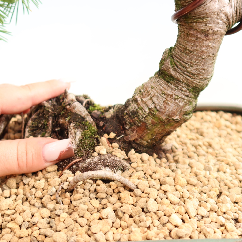 Bonsai voor buiten - Pinus mugo Humpy  - Bergden