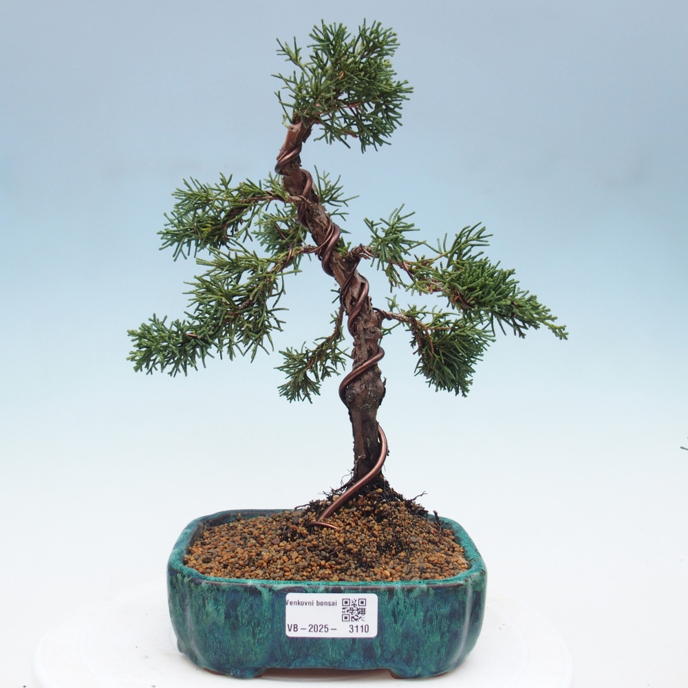 Bonsai voor buiten - Juniperus chinensis Kishu