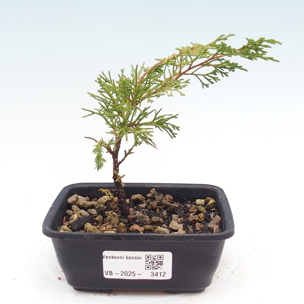 Bonsai voor buiten - Juniperus chinensis Itoigawa
