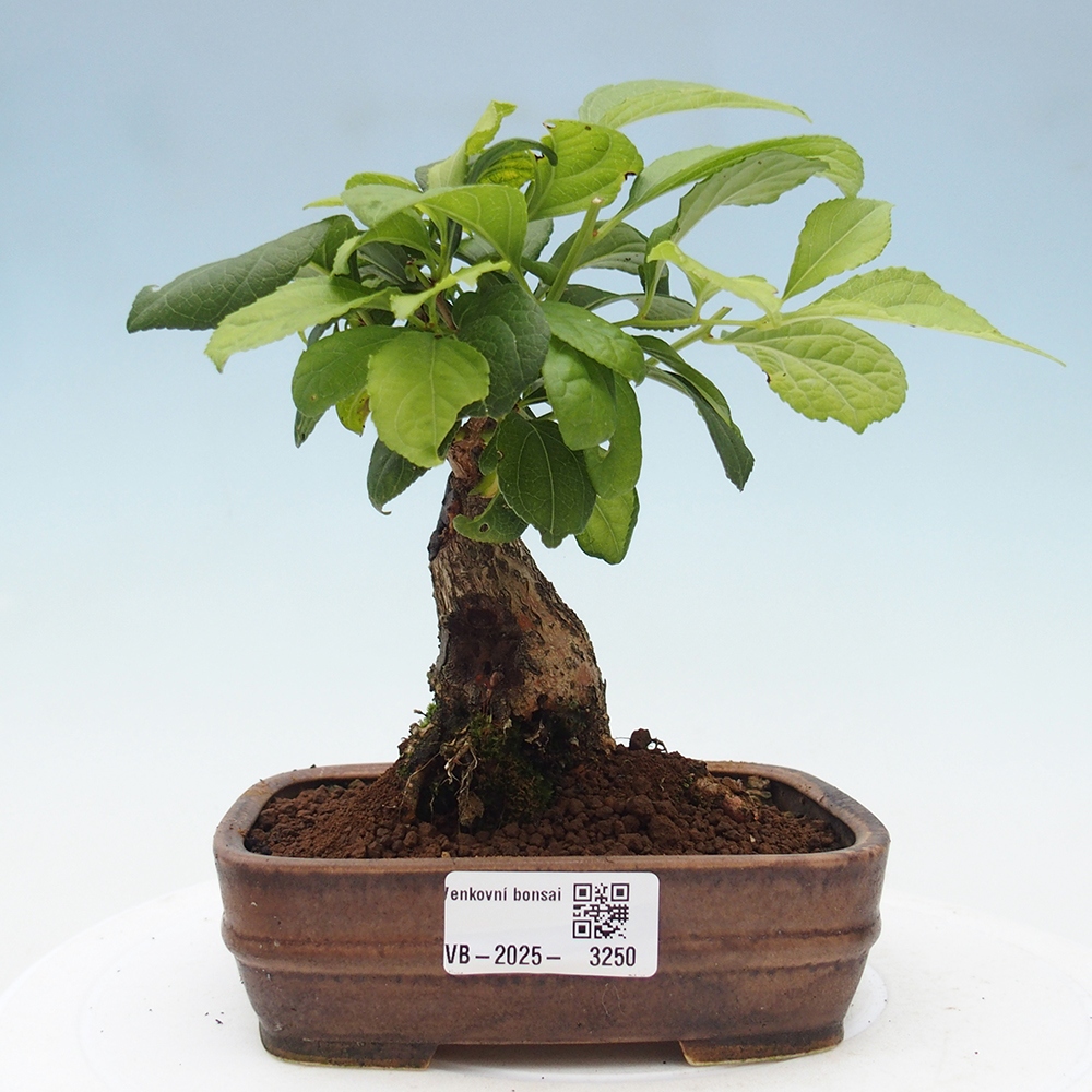 Bonsai voor buiten - Celastrus orbiculatus