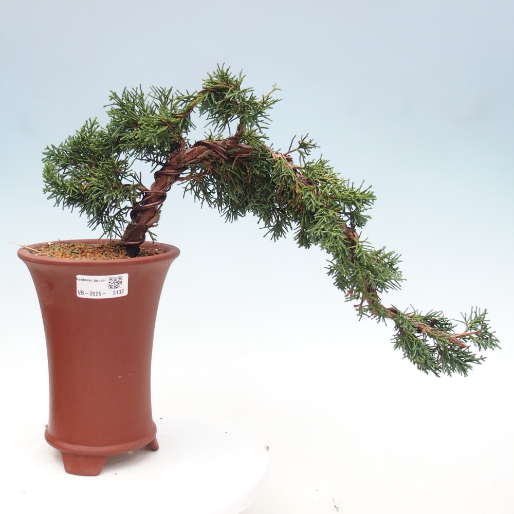 Bonsai voor buiten - Juniperus chinensis Kishu