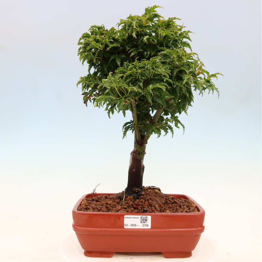Bonsai voor buiten -Javor palm Acer palmatum Shishigashira