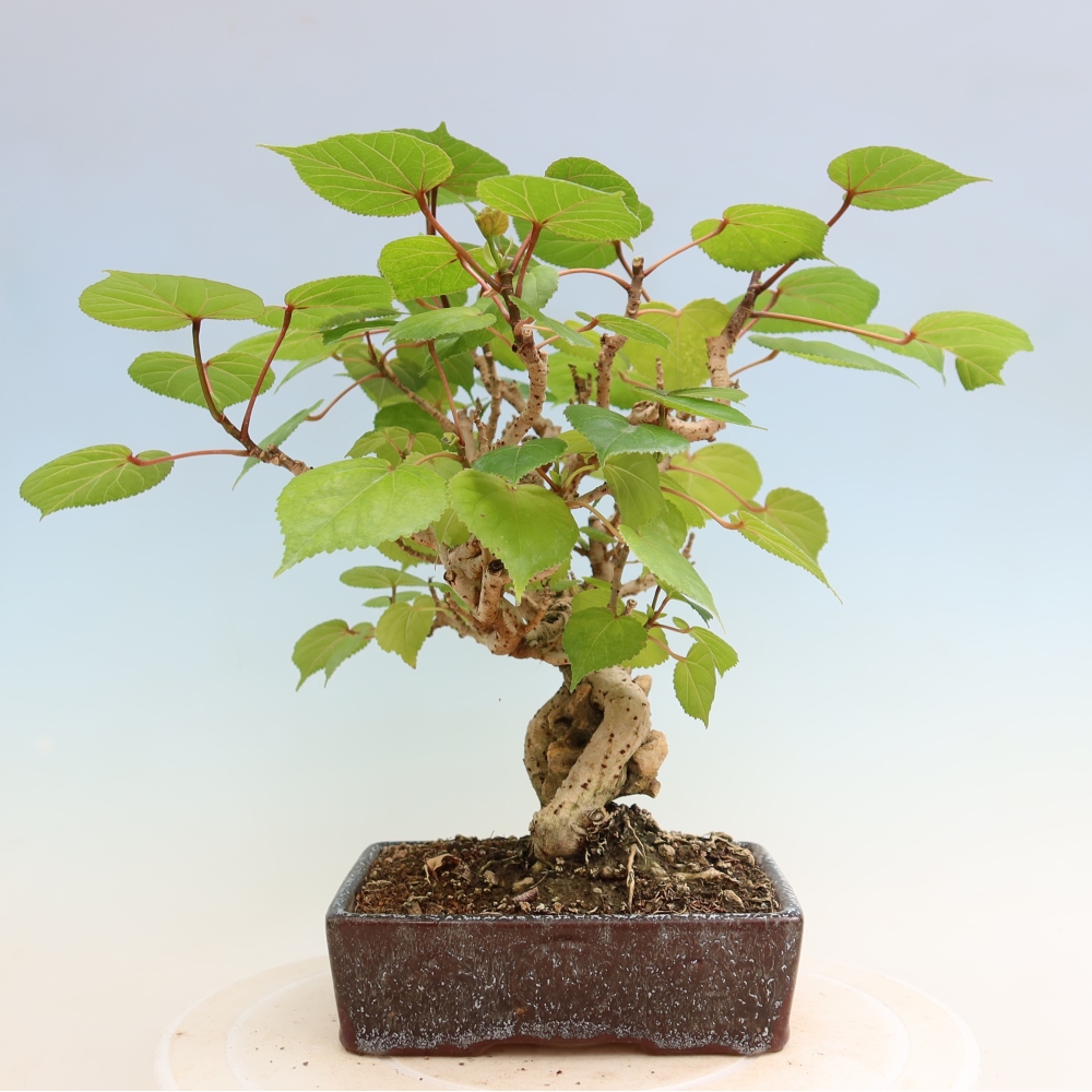 Bonsai voor binnen - Hibiscus tiliaceus - Zee Hibiscus