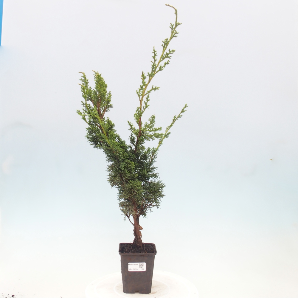 Bonsai voor buiten - Juniperus chinensis Kishu
