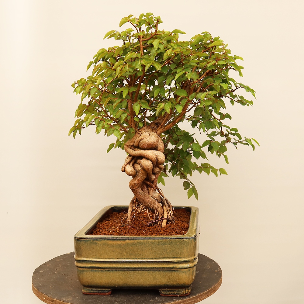 Bonsai voor buiten -Carpinus Coreana - Koreaanse haagbeuk