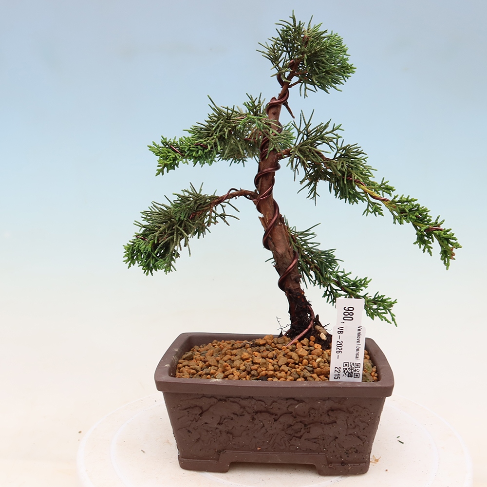 Bonsai voor buiten - Juniperus chinensis Kishu