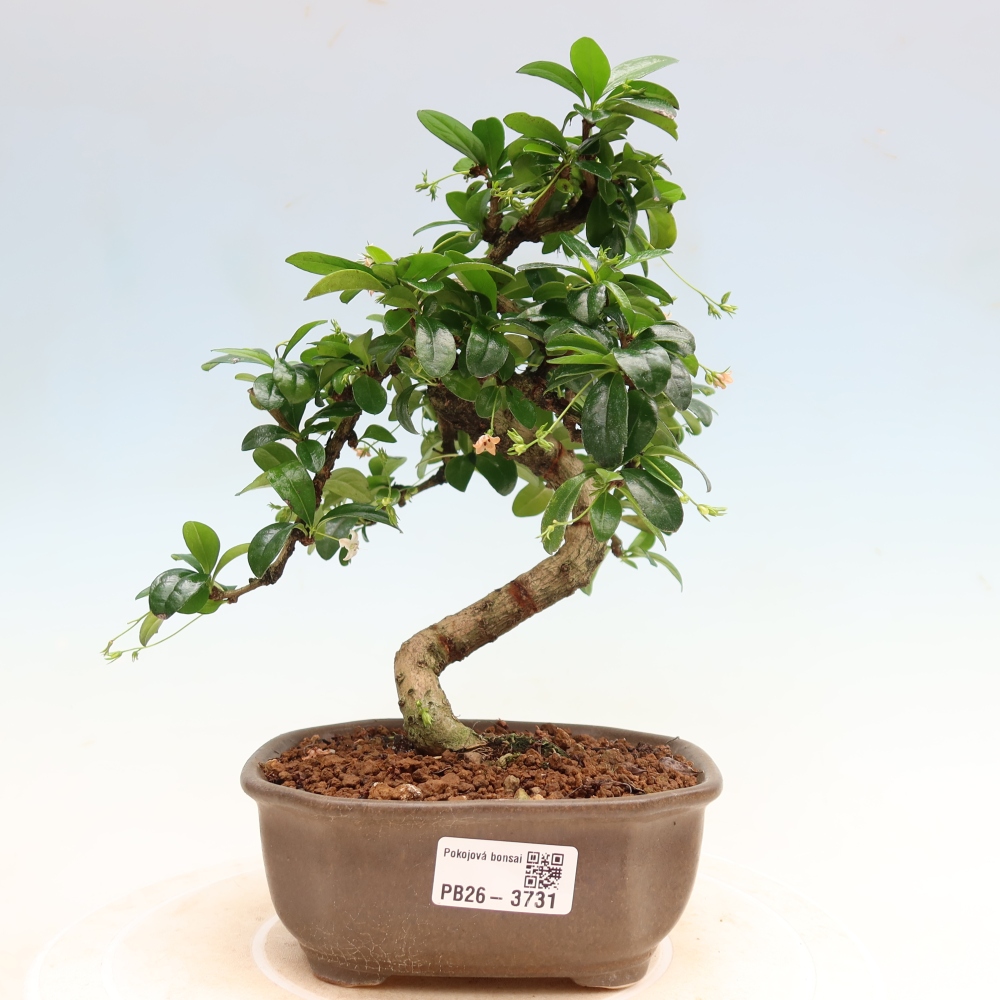 Kamerbonsai - Carmona macrophylla - Thee fuki