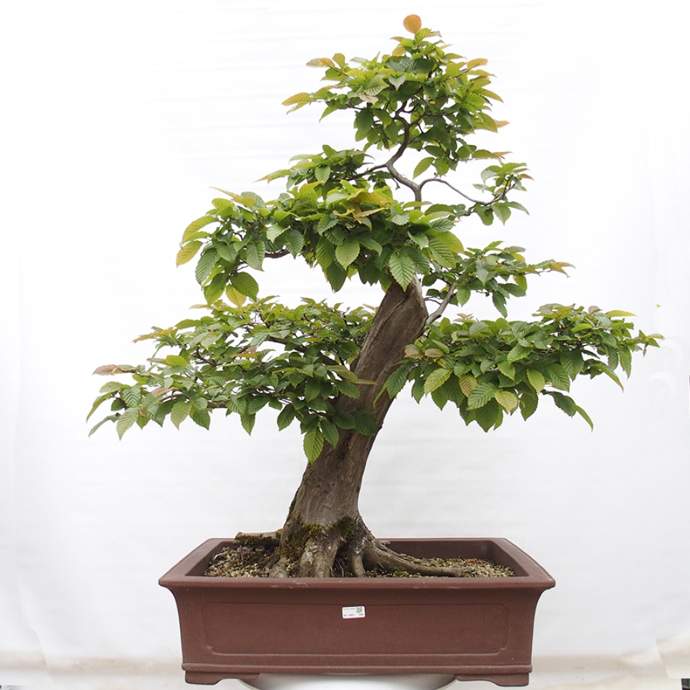 Bonsai voor buiten - Haagbeuk - Carpinus betulus