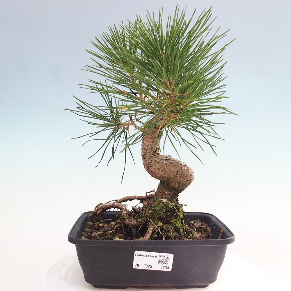 Bonsai voor buiten - Pinus thunbergii - Thunberg den