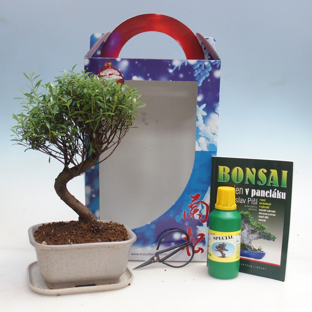 Indoor bonsai in geschenkverpakking Syzygium - Pimentboom
