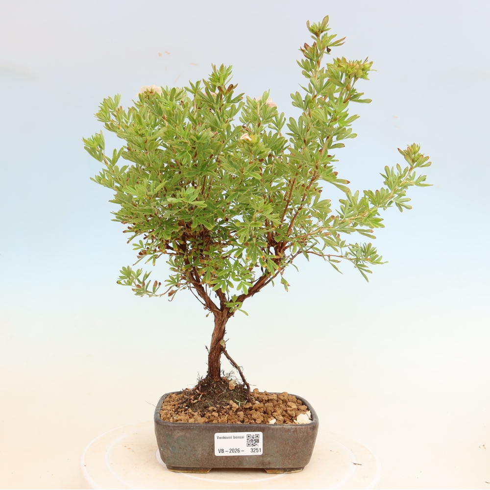 Buitenbonsai – Struikpotentilla – Potentilla fruticosa Bellissima