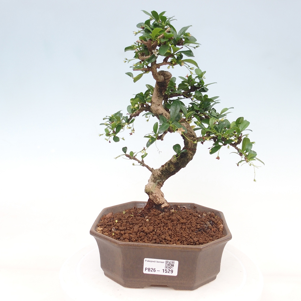 Kamerbonsai - Carmona macrophylla - Thee fuki