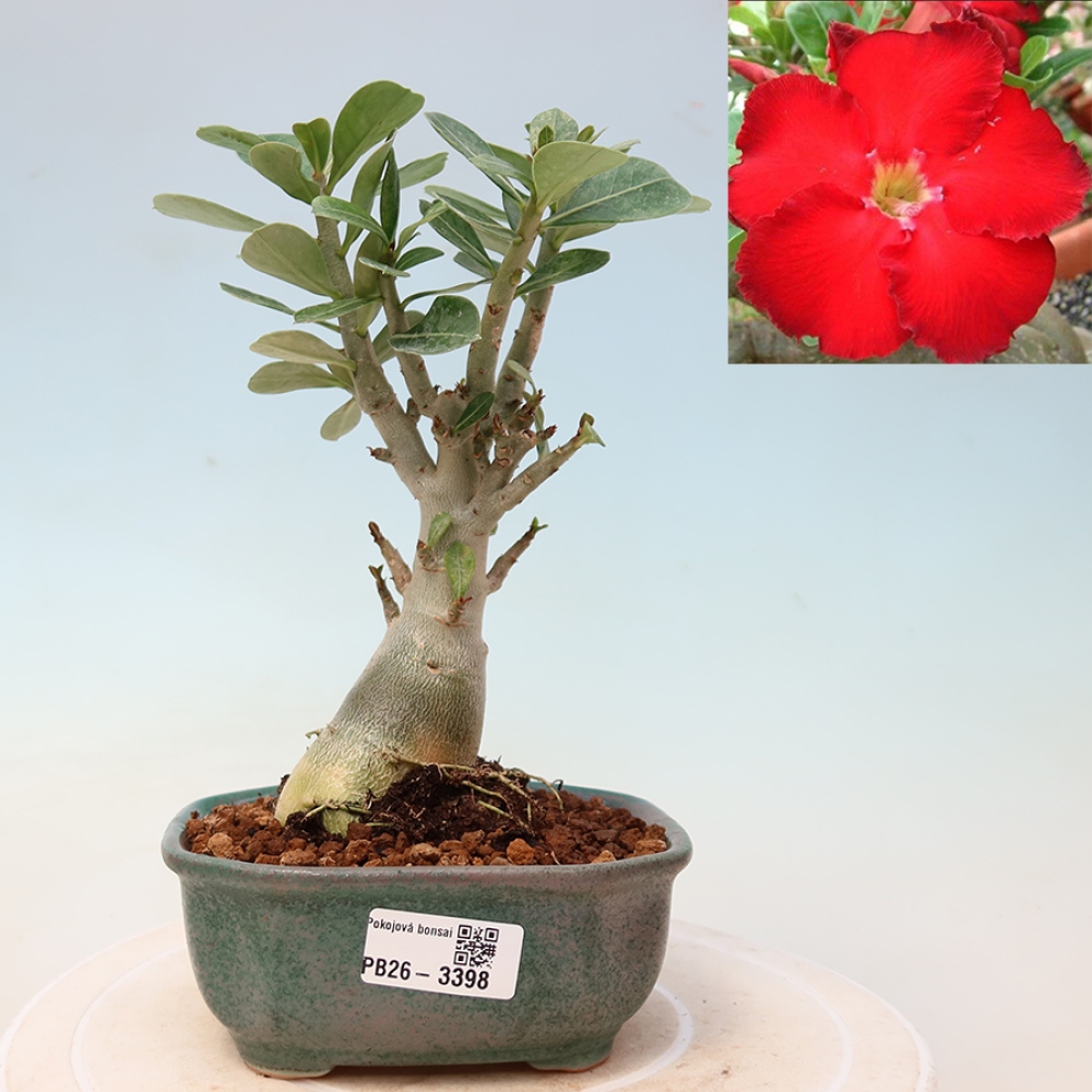 Kamerbonsai - Adenium obesum Red Star - Woestijnroos