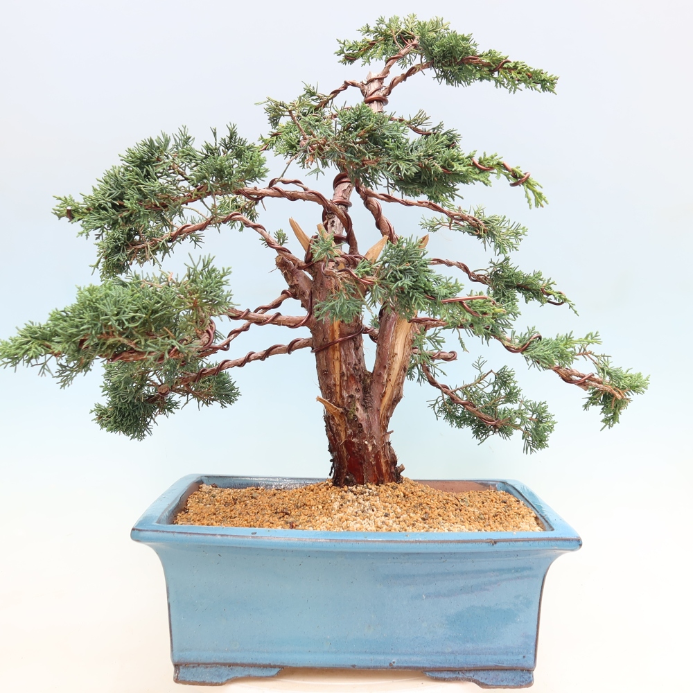 Bonsai voor buiten - Juniperus chinensis Kishu