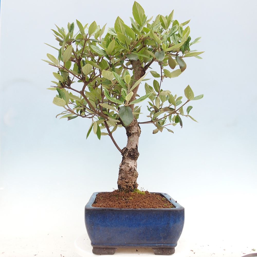 Bonsai voor buiten - Kalina Bodnanská - Viburum carlesii hemsi