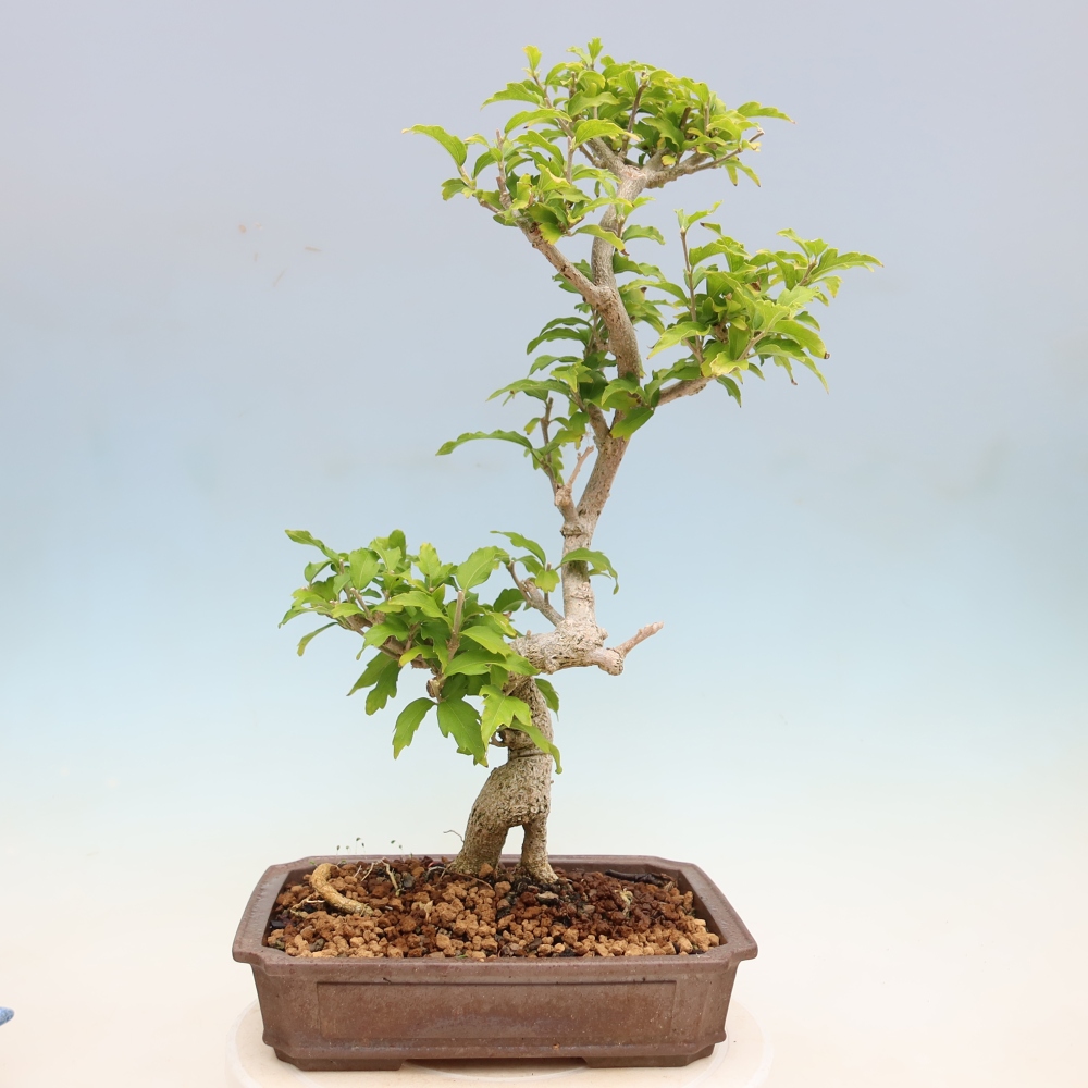Bonsai voor buiten - Hibiscus syriacus - Syrische hibiscus