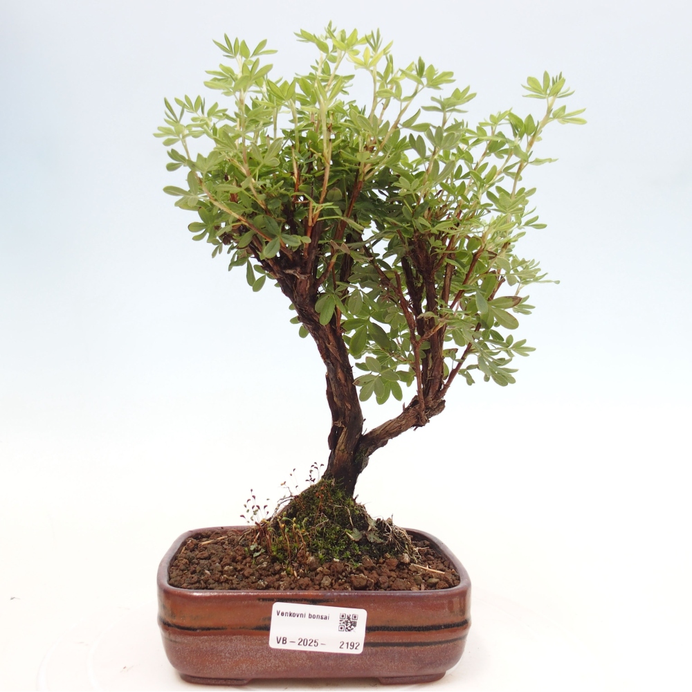 Bonsai voor buiten - Potentila fruticosa gele vogel