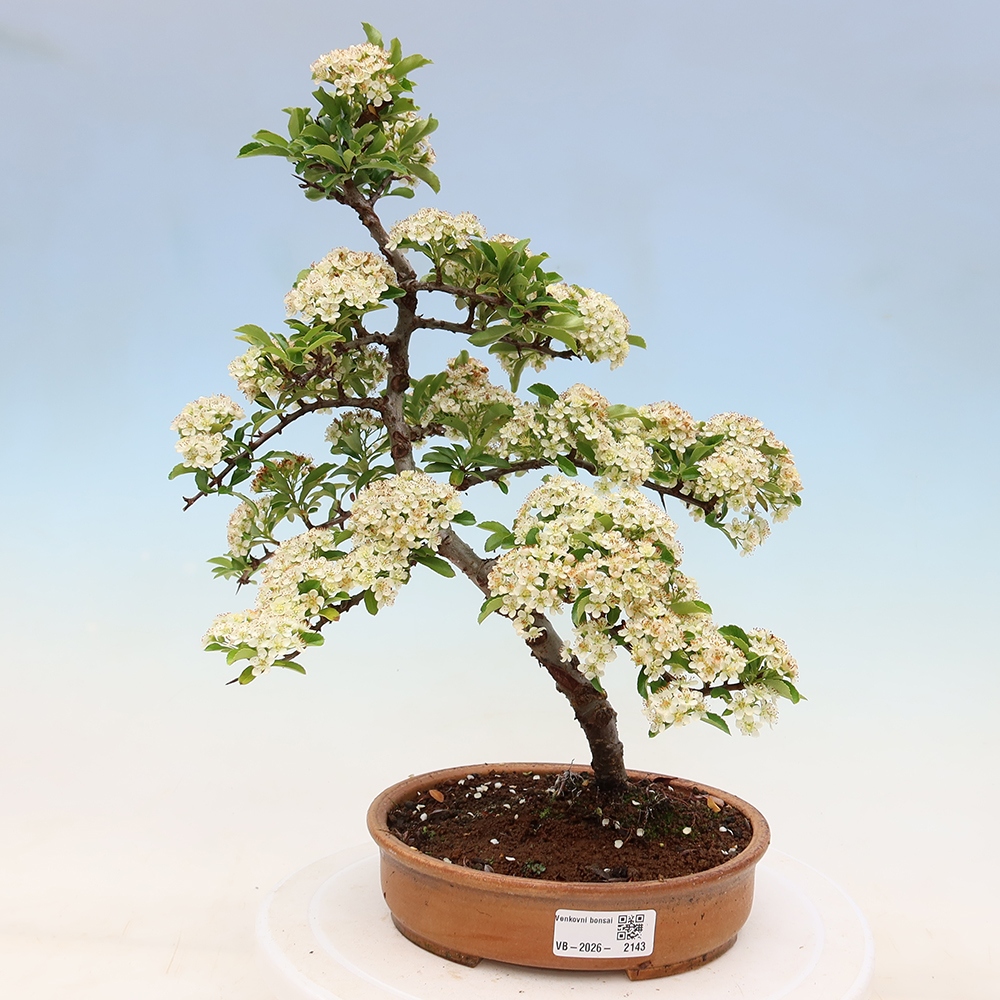 Buitenbonsai - Pyracantha teton - Vuurdoorn