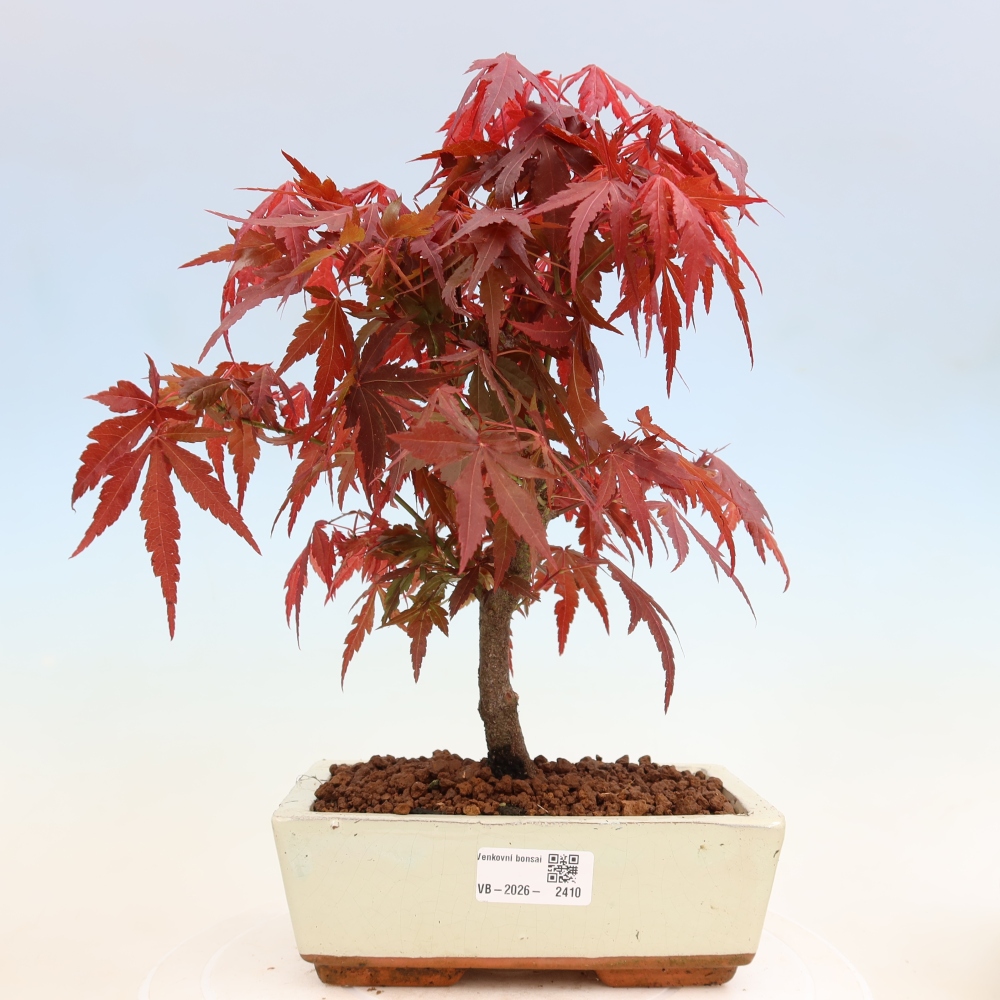 Bonsai voor buiten - Acer palm. Atropurpureum-Javorpalm