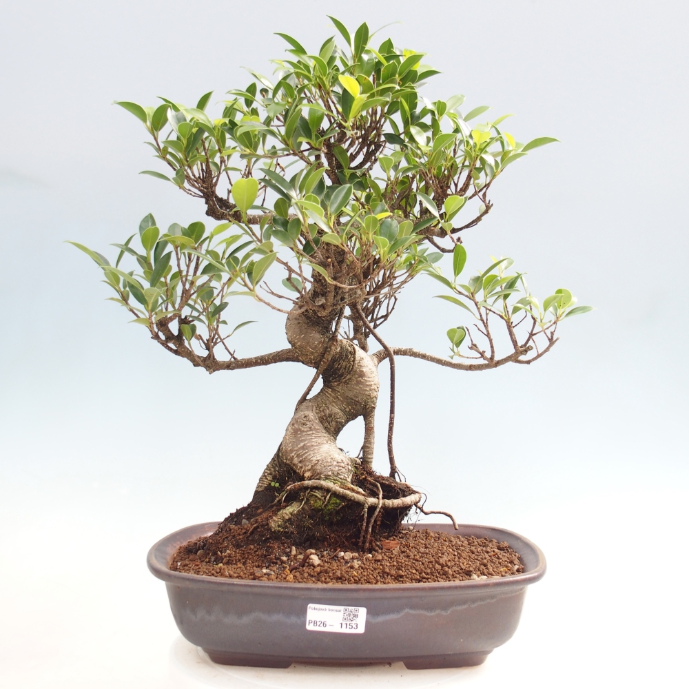 Kamerbonsai - Ficus kimmen - kleinbladige ficus