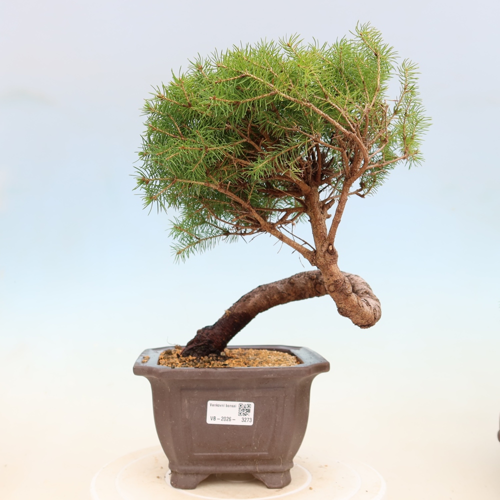 Bonsai voor buiten - Gewone spar - Picea glauca bol