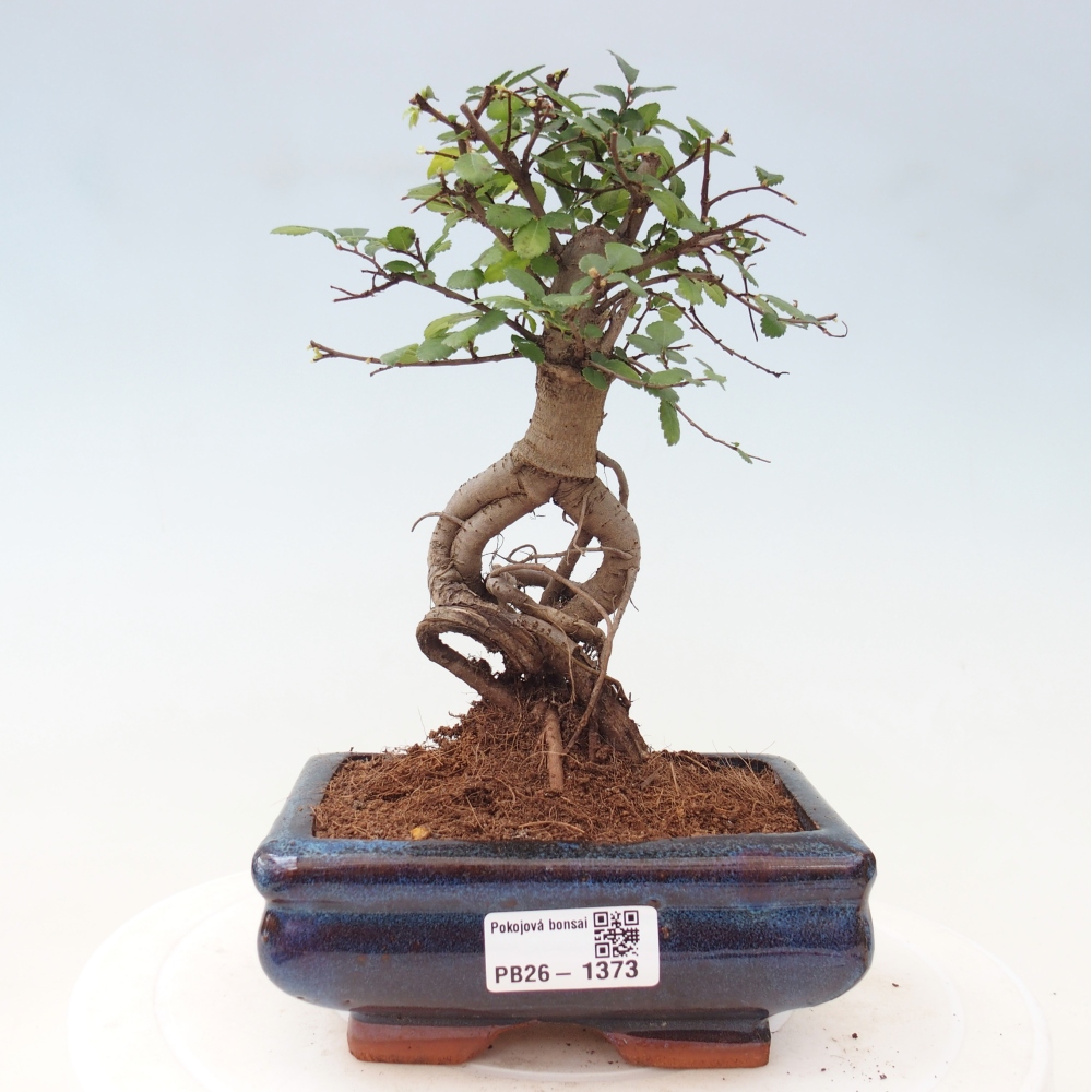 Kamerbonsai - Ulmus parvifolia - Winteriep