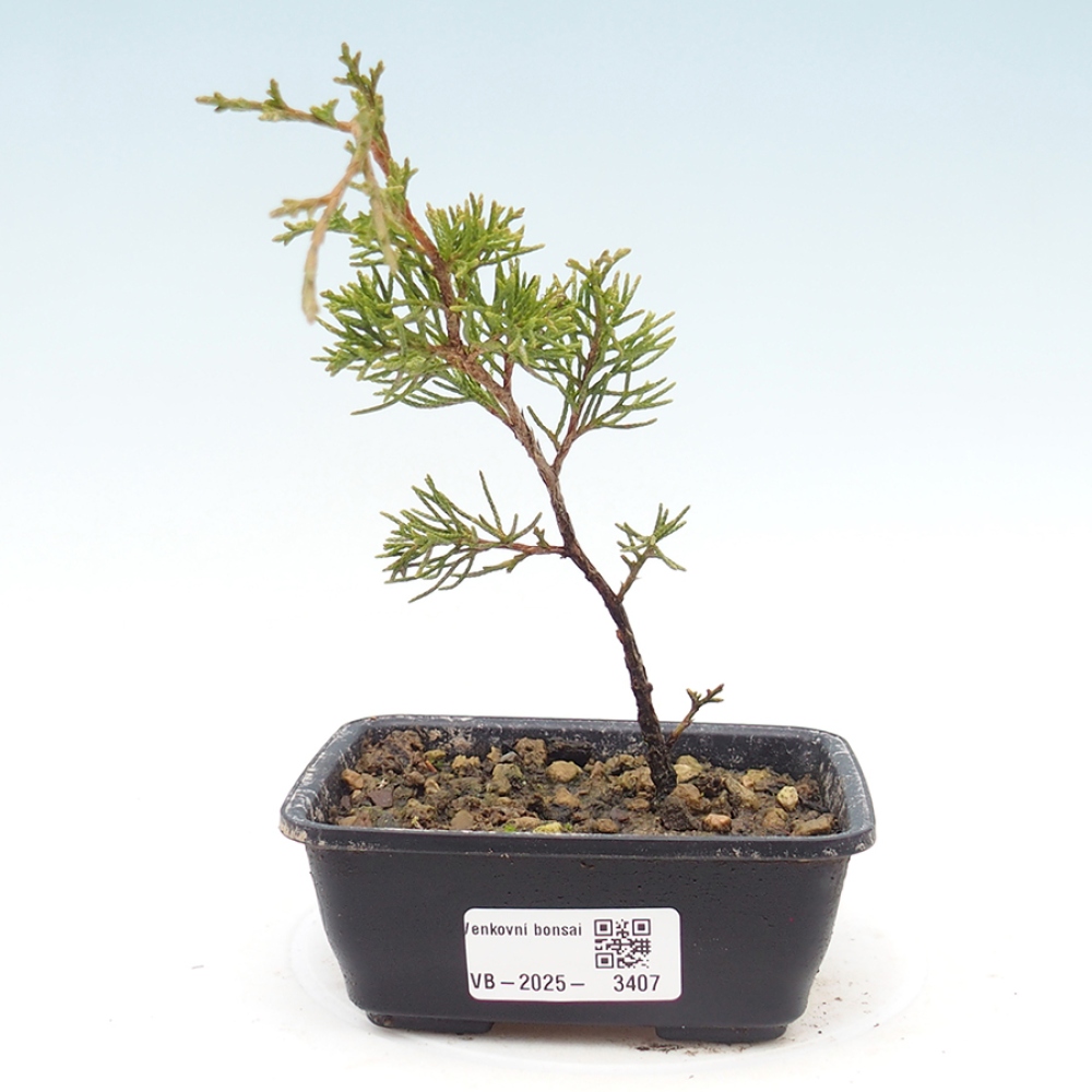 Bonsai voor buiten - Juniperus chinensis Itoigawa