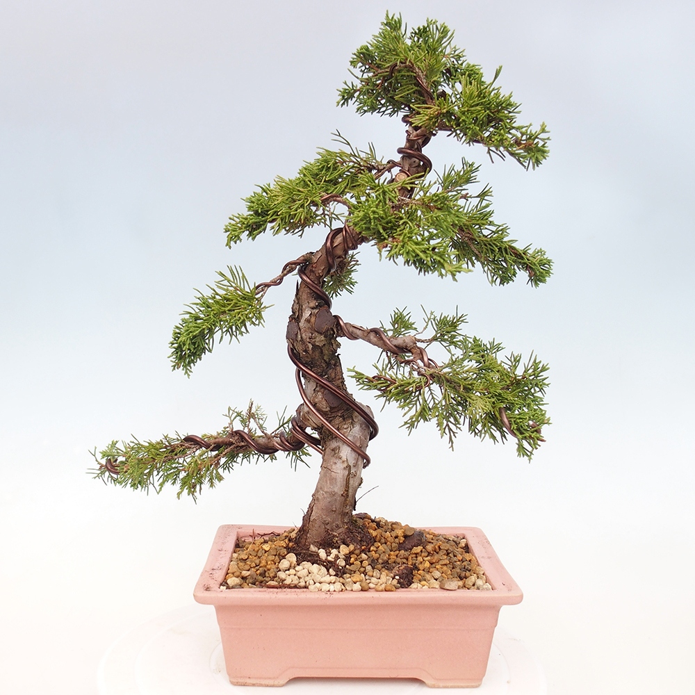 Bonsai voor buiten - Juniperus chinensis Itoigawa