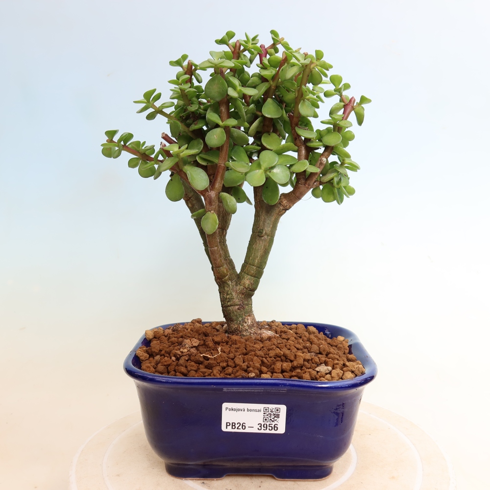 Kamerbonsai - Portulakaria Afra - Tlustice