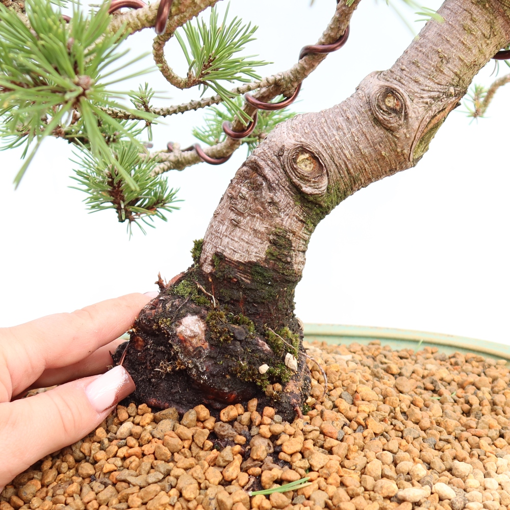 Bonsai voor buiten - Pinus mugo Humpy  - Bergden