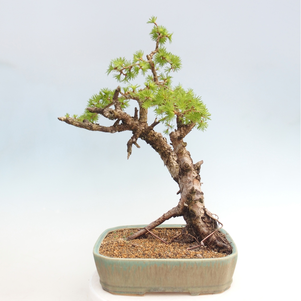 Bonsai voor buiten -Larix decidua - Lariks - Alleen palletvervoer