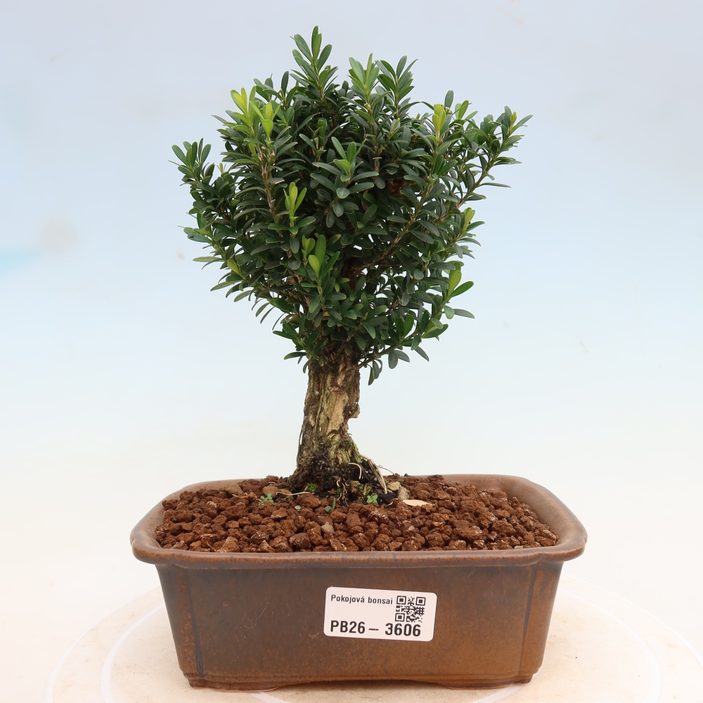 Kamerbonsai - Buxus harlandii - kurk buxus