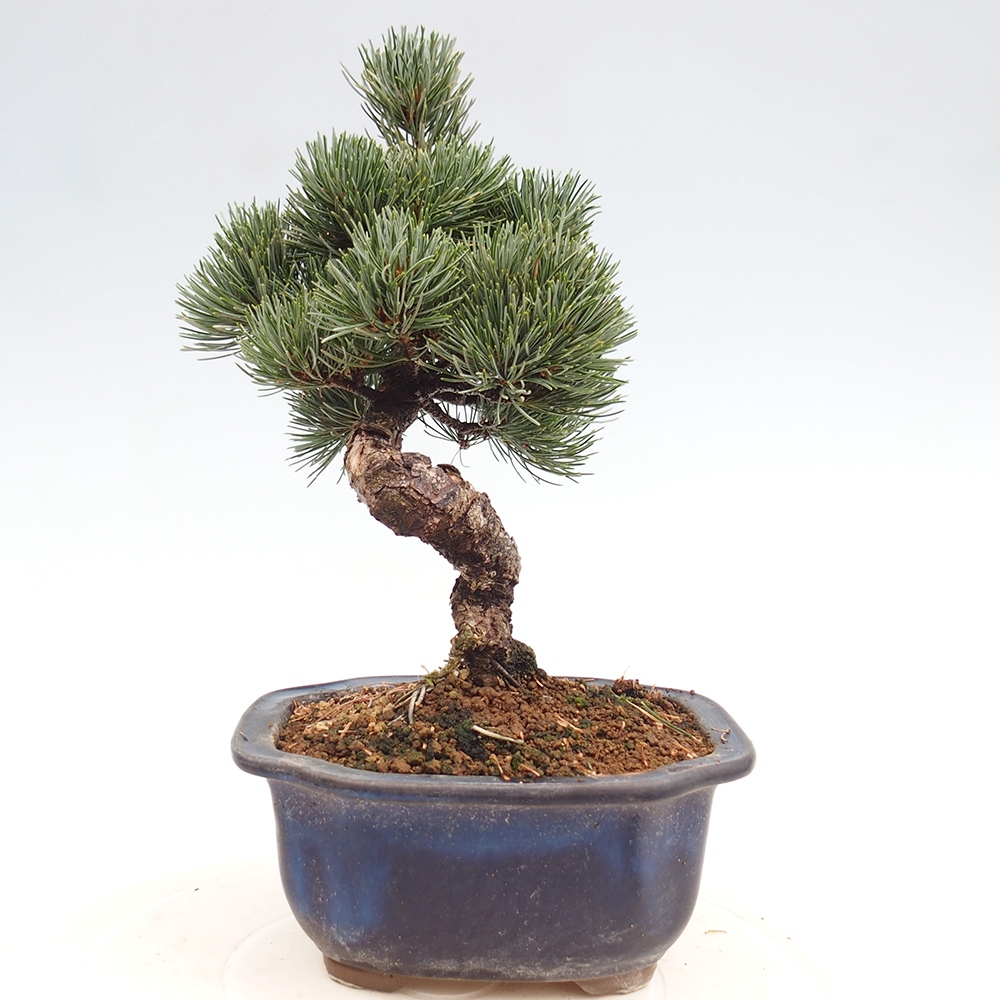 Bonsai voor buiten - Pinus parviflora - Pinus parviflora