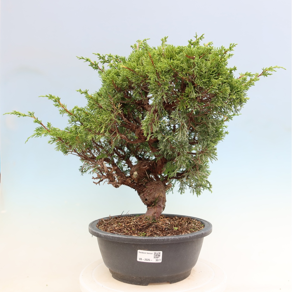 Bonsai voor buiten - Juniperus chinensis Itoigawa-Juniperus chinensis