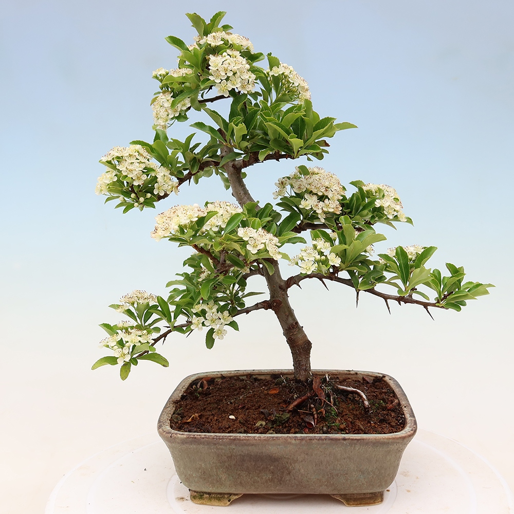 Buitenbonsai - Pyracantha teton - Vuurdoorn