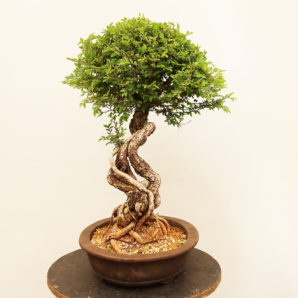 Bonsai voor buiten - Zelkova - Zelkova NIRE