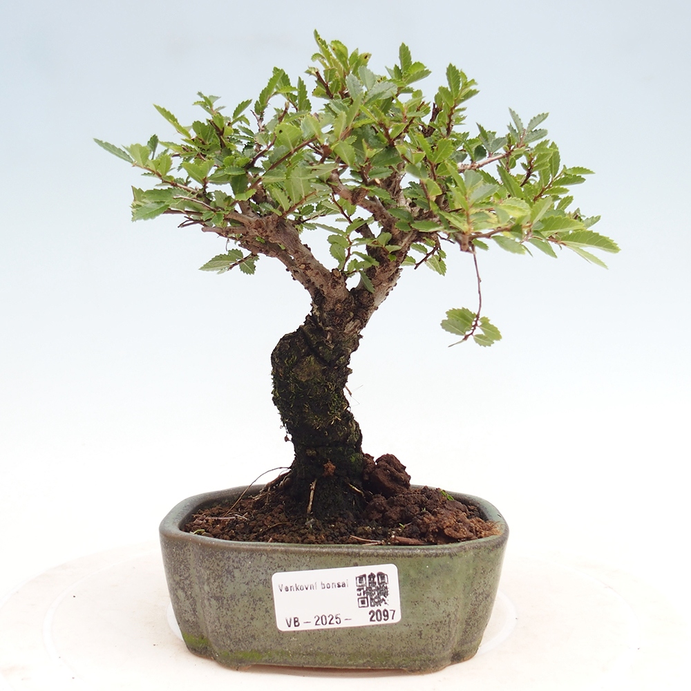 Bonsai voor buiten - Zelkova - Zelkova NIRE