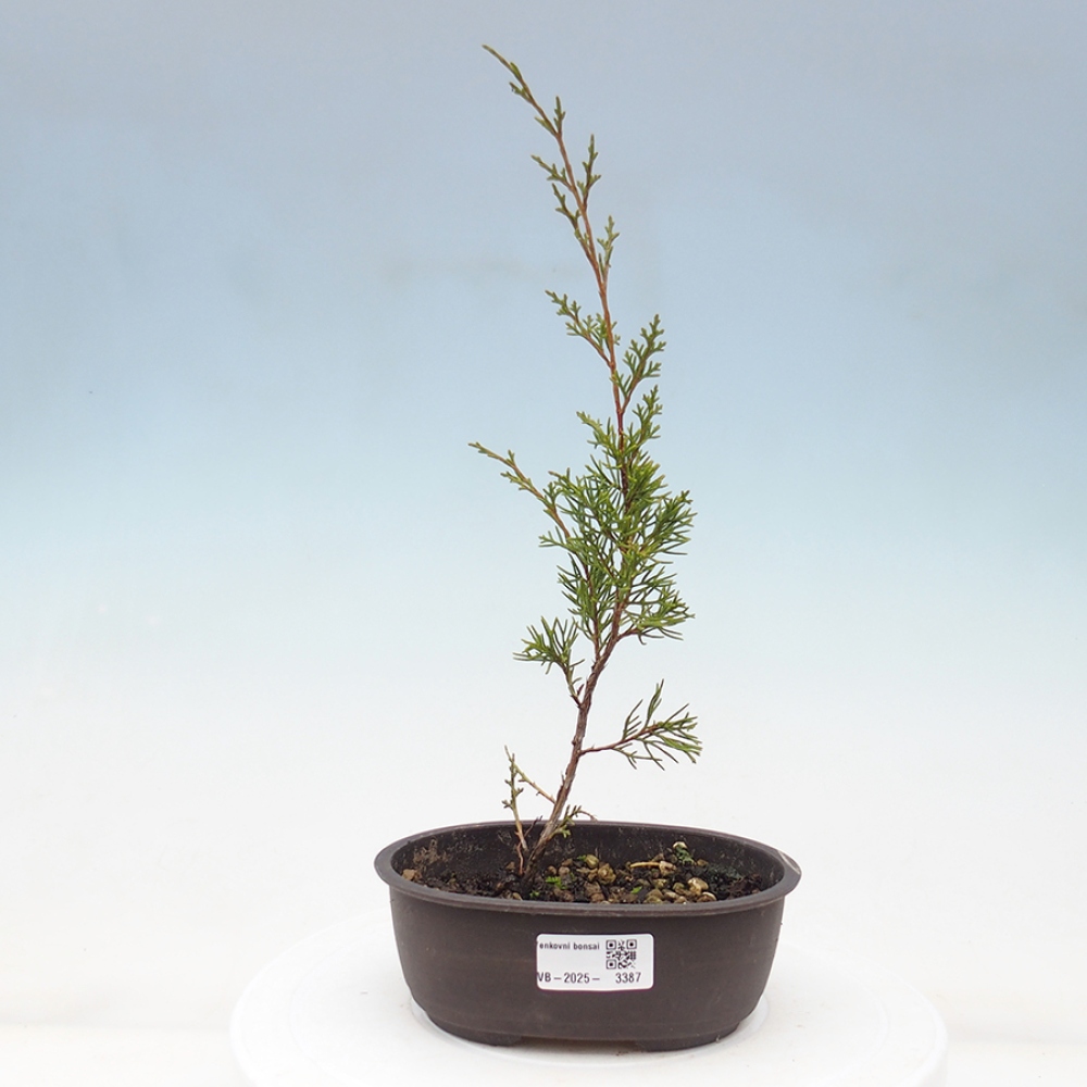 Bonsai voor buiten - Juniperus chinensis Itoigawa