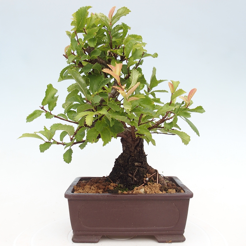 Bonsai voor buiten - Zelkova - Zelkova NIRE