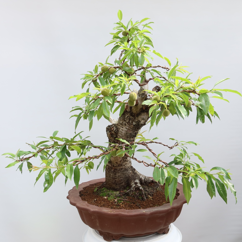Bonsai voor buiten - Prunus dulcis – Gewone amandelboom