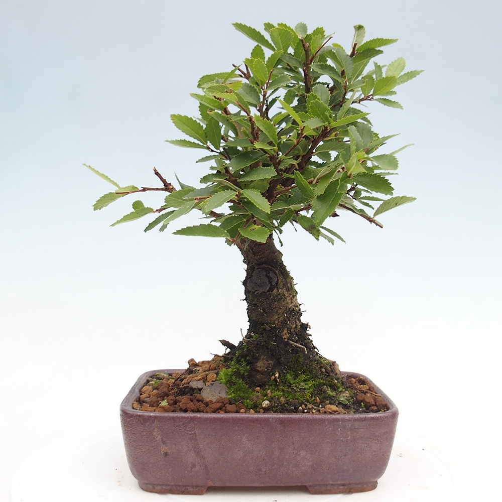 Bonsai voor buiten - Zelkova - Zelkova NIRE