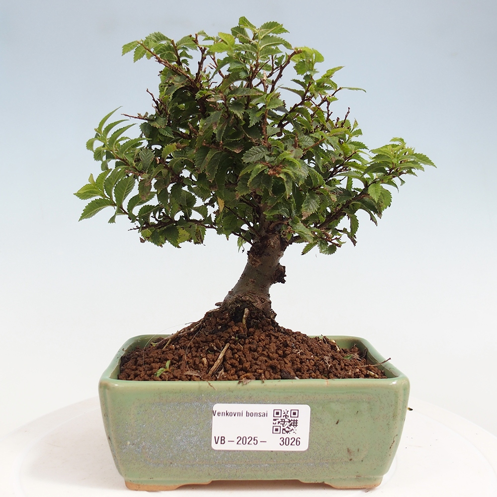 Bonsai voor buiten - Ulmus parvifolia Sagei - Kleinbladige iep
