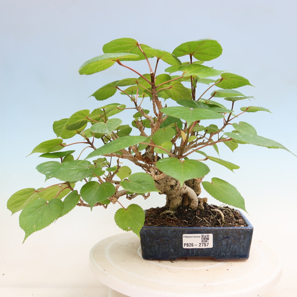 Bonsai voor binnen - Hibiscus tiliaceus - Zee Hibiscus