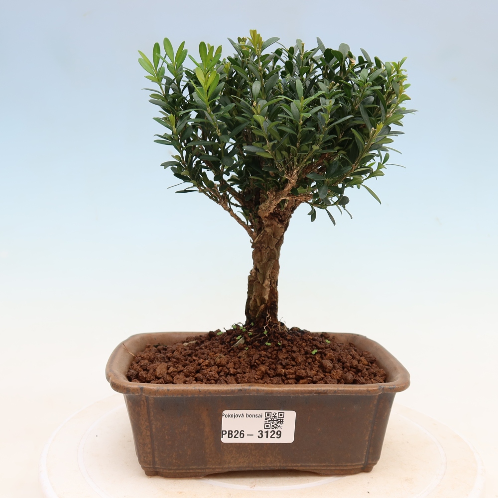 Kamerbonsai - Buxus harlandii - kurk buxus