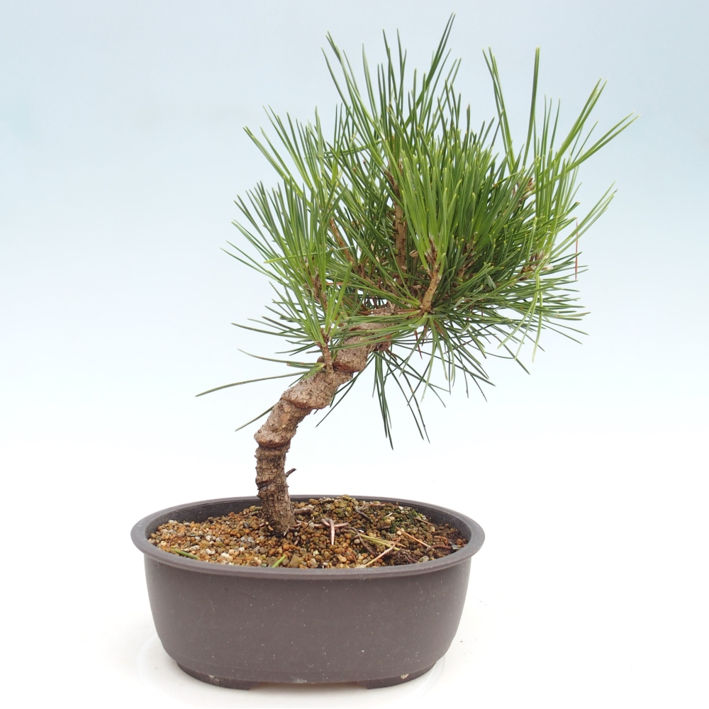 Bonsai voor buiten - Pinus thunbergii - Thunberg den