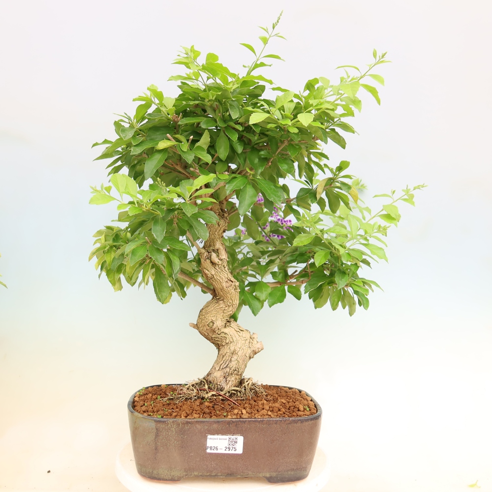 Kamerbonsai - Duranta erecta Aurea